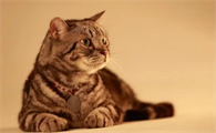 感觉猫的呼吸很急促肚子起伏大