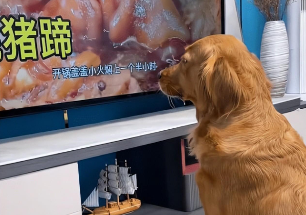 金毛盯着猪蹄流口水,转身将爪子搭在宠物猪身上,眼神亮了 金毛盯着猪蹄流口水,转身将爪子搭在宠物猪身上,眼神亮了
