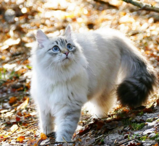 挪威森林猫适合新手养吗 挪威森林猫适合新手养吗