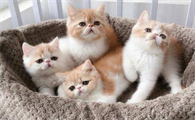 猫咪有咳嗽和打喷嚏但食欲好正常