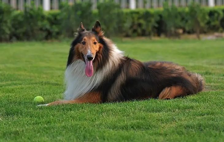 喜乐蒂牧羊犬和苏格兰牧羊犬的区别是什么?这些方面你要知道 喜乐蒂牧羊犬和苏格兰牧羊犬的区别是什么?这些方面你要知道