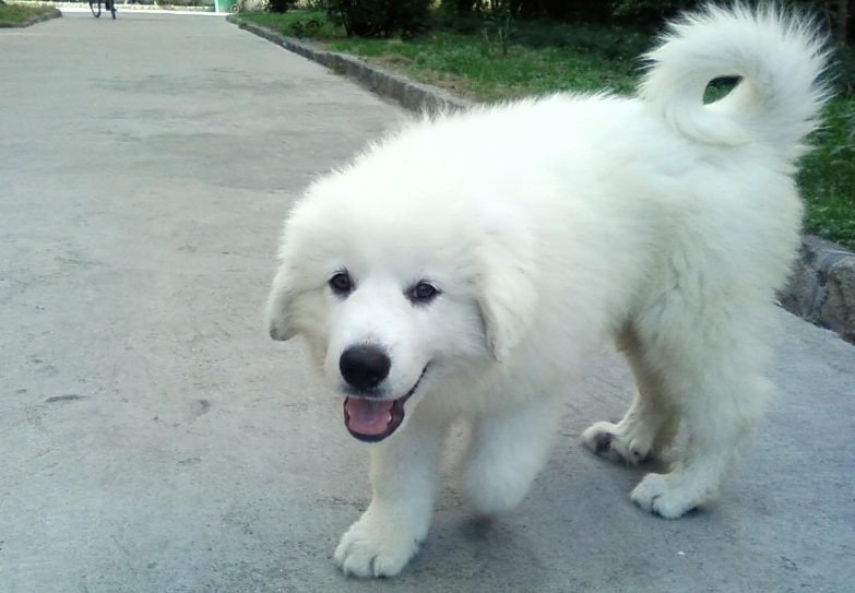大白熊犬打架厉害吗 大白熊犬打架厉害吗