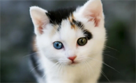 猫贫血不吃东西还能活过来吗？