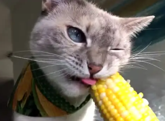猫咪吃玉米有事吗会拉稀吗 猫咪吃玉米有事吗会拉稀吗