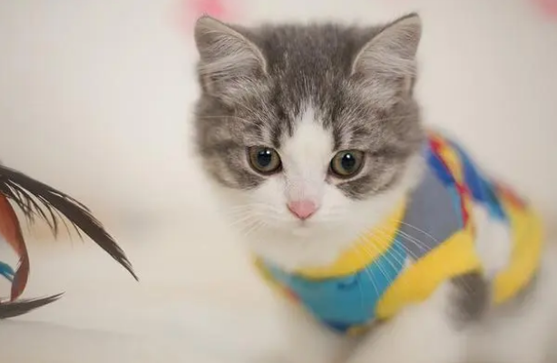 刚出生的小猫有狂犬病毒能活多久
