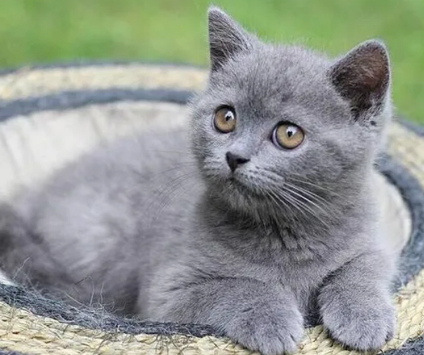 英短蓝猫是哪个国家的猫
