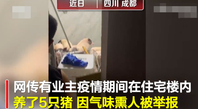 金屋藏“猪”? 物业回应业主住宅楼养5头猪一事 金屋藏“猪”? 物业回应业主住宅楼养5头猪一事