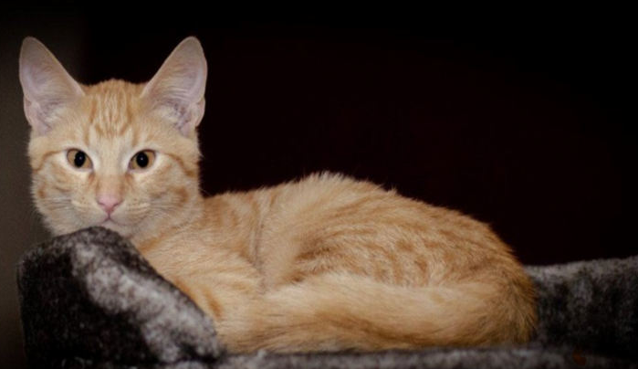 猫打了一次猫三联以后还要打吗
