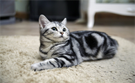 猫咪怀孕可以吃化毛膏吗