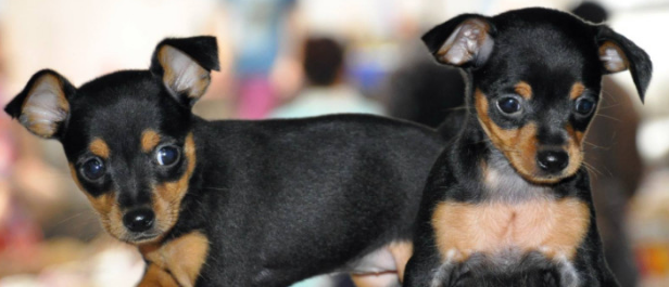 迷你杜宾犬和小鹿犬的区别