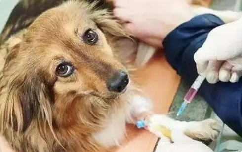 狗自身携带狂犬病毒吗会传染吗