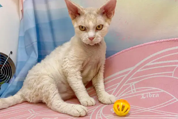 德文卷毛猫智商排第几