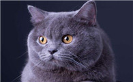 给猫打疫苗注射到皮内了可以吸收吧