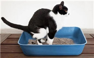 养一只猫一个月最少花多少钱