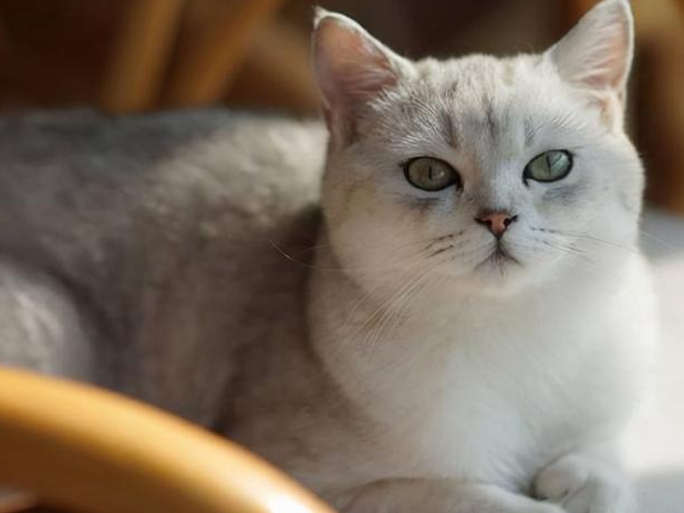 猫打完妙三多吐黄水是不是说明体质差