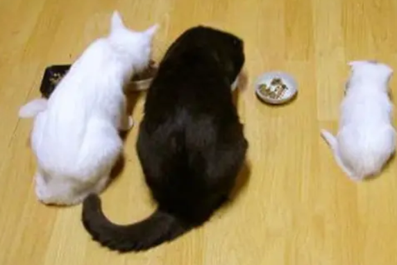 一个月的小猫可以吃鸡肝吗 一个月的小猫可以吃鸡肝吗
