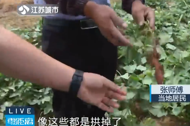 南京野猪跑到田里听歌睡大觉 网友感叹会享受