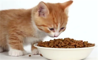 夏天猫粮放碗里几天会变质吗为什么