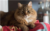 猫咪应激是什么意思呀