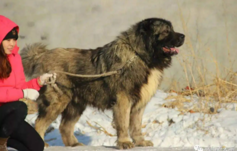 高加索犬哪里有卖的 高加索犬哪里有卖的
