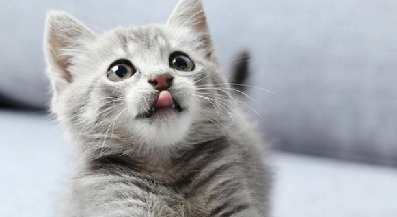 猫时不时打喷嚏怎么回事