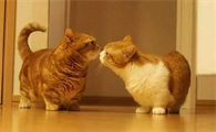 猫长耳螨怎么治最有效