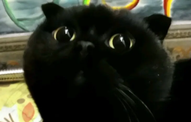 黑猫千岁岁真的走了吗