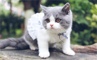 英短蓝猫能承受的温度