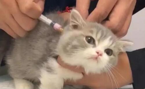 妙三多和猫三联的区别
