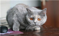 猫耳朵内流很多血怎么办