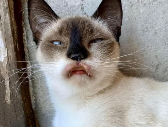 捡到一只斗鸡眼又香肠嘴的猫猫,养着养着…它是整容了吗? 捡到一只斗鸡眼又香肠嘴的猫猫,养着养着…它是整容了吗?