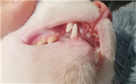 猫换牙的时间是从几个月开始？一文告诉你答案