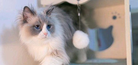 猫咪生产完呼吸急促正常吗