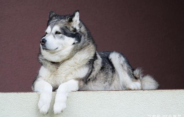 阿拉斯加公的好养还是母的好养啊
