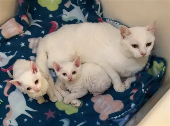出生后的小猫崽,几天后可以睁眼见太阳 出生后的小猫崽,几天后可以睁眼见太阳