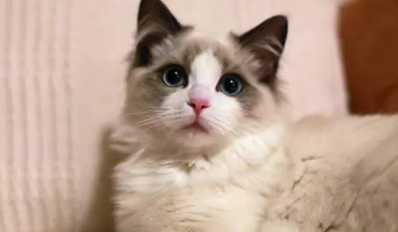 猫猫出现应激反应怎么办