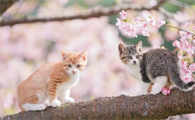 猫生孩子会自己处理吗