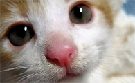 猫流浓鼻涕怎么办用什么药