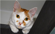 母猫绝育对猫来讲到底好还是不好