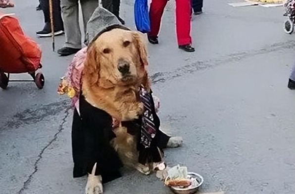 一身“土豪”装的金毛街边乞讨:给点钱吃肉肉,路人纷纷慷慨解囊 一身“土豪”装的金毛街边乞讨:给点钱吃肉肉,路人纷纷慷慨解囊
