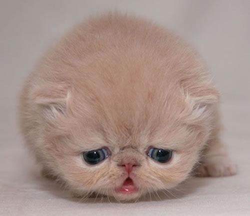 猫咪肠胃炎好转的表现