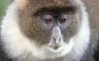 青长尾猴的特点有哪些？感兴趣的朋友可以看看~
