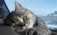 猫三联第二针晚了一个月打可以吗