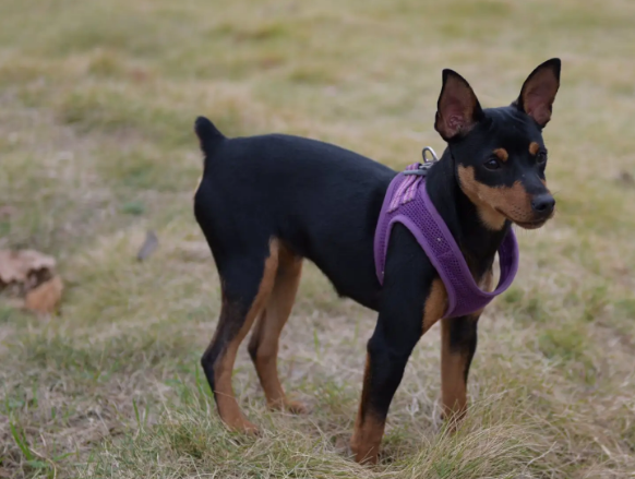 养一只小鹿犬每月费用多少