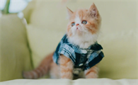 小奶猫能喝牛奶吗？