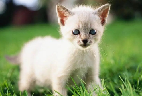 猫为什么一边打呼噜一边甩尾巴