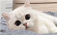 猫咪闻多久蚊香会中毒
