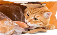 猫咪总咬塑料袋是怎么回事