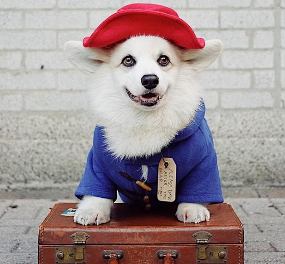 柯基犬有白色的吗