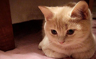 猫呕吐一般是什么病引起的